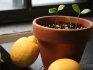 Посадка лимона в домашних условиях