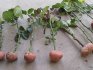 Укоренение роз в картошке