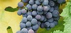 как рассадить виноград