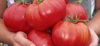 Крупноплодные томаты 