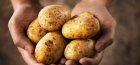 Голландская технология выращивания картофеля 