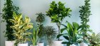 Неприхотливые комнатные растения 