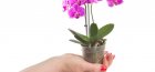 Мини орхидея фаленопсис