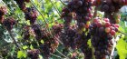 Уход за виноградом