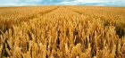 Выращивание озимой пшеницы