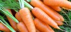 Выращивание моркови 