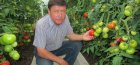 Как ухаживать за помидорами в теплице