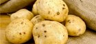 Вредители картофеля - золотистая нематода