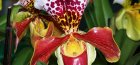 Орхидея из Вьетнама