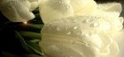 Белые тюльпаны на фото 