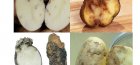 болезни картофеля в картинках