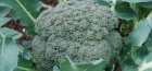 выращивание капусты брокколи