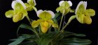 орхидея пафиопедилюм