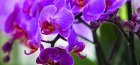 Фиолетовая орхидея