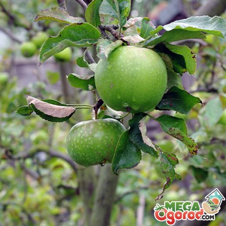 Правила выращивания и ухода за яблонями зеленых сортов