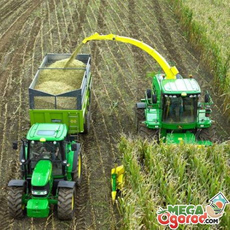 Сроки и правила сбора урожая кукурузы на силос