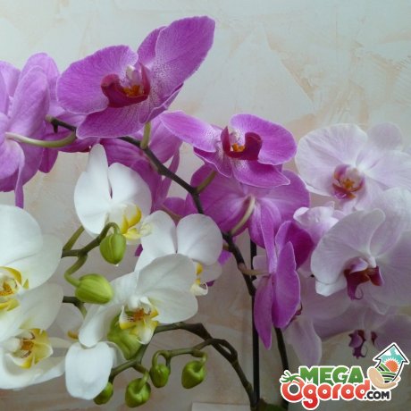  как правильно ухаживать за орхидеями