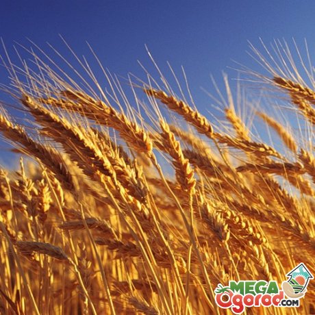 Самые лучшие сорта пшеницы: посадка и уход