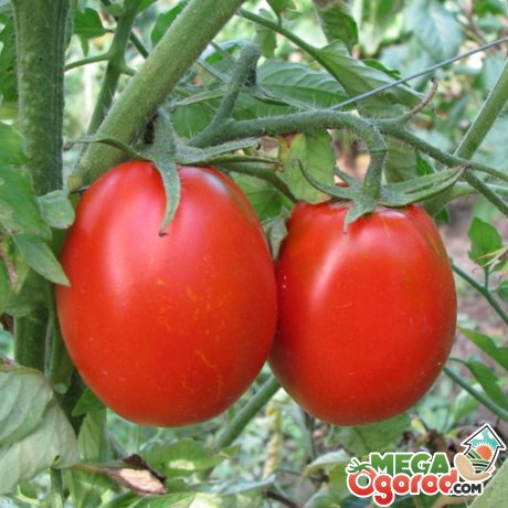 Уход за помидорами – основные требования