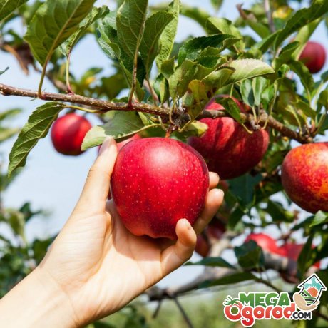 Что необходимо знать при выборе сладких сортов яблонь?