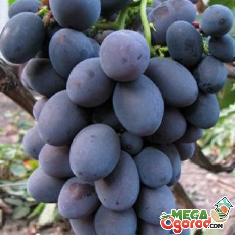 Общая информация о винограде 
