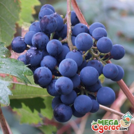 Внешний вид винограда и особенности