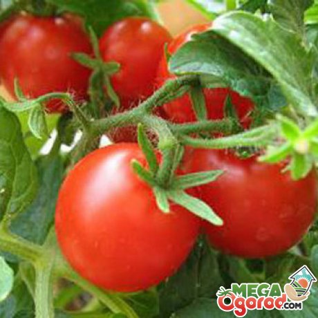 Общая информация о помидорах