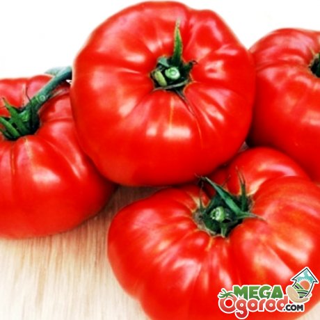 Среднеспелые сорта крупноплодных томатов