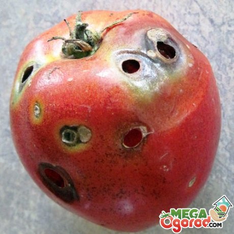 Вредители томатов