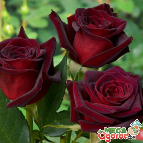 Популярные сорта садовых роз