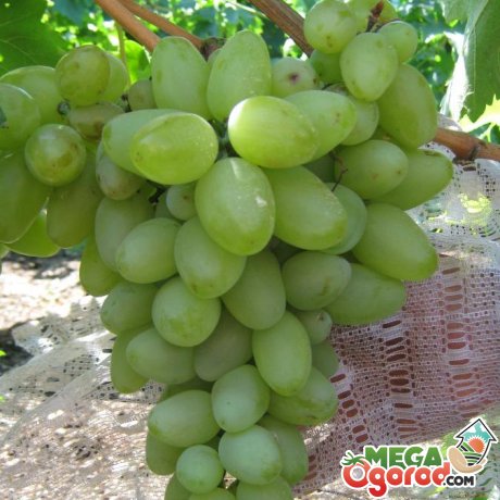 Характеристика сорта винограда бажена 