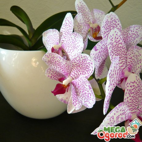 Особенности строения орхидей
