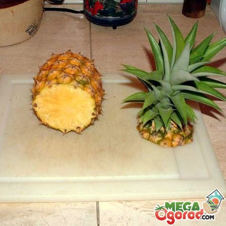 Выбор ананаса для выращивания 
