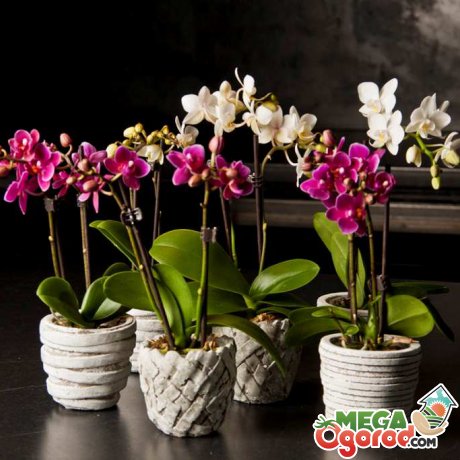 Сорта орхидеи фаленопсис 
