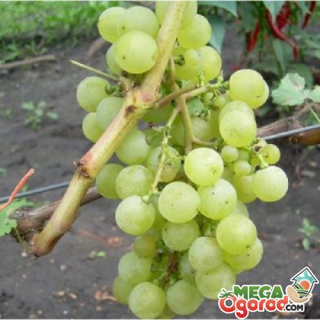 Описание сорта винограда Тукай