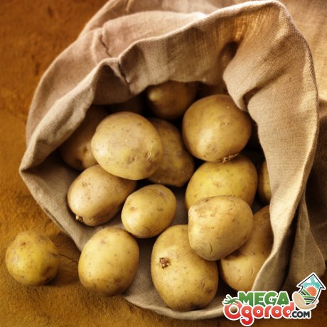 Хорошие семена картофеля 