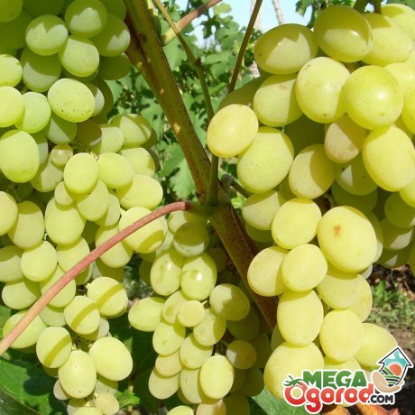Общая информация о сорте винограда Августин
