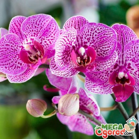 Виды и сорта орхидей для домашнего разведения