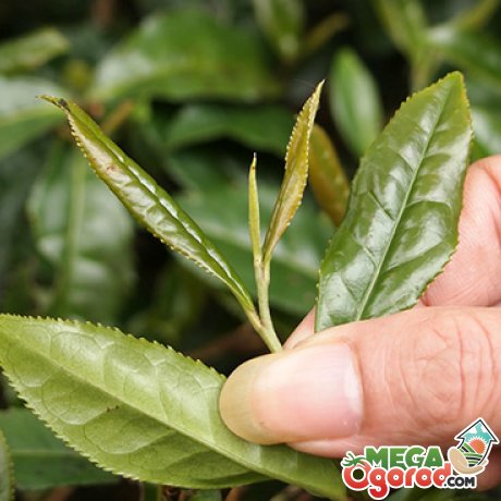 Как вырастить чай у себя в саду?
