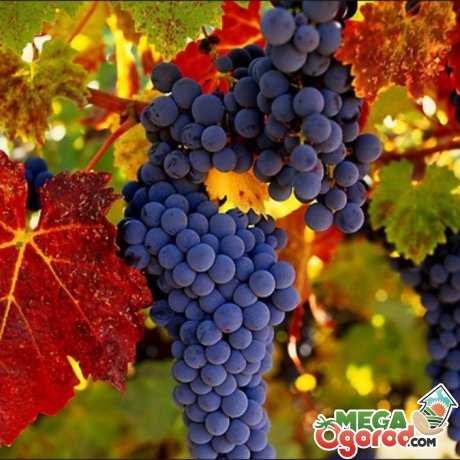 Обзор лучших сортов винограда для выращивания