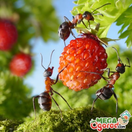 Какой вред наносят муравьи участку