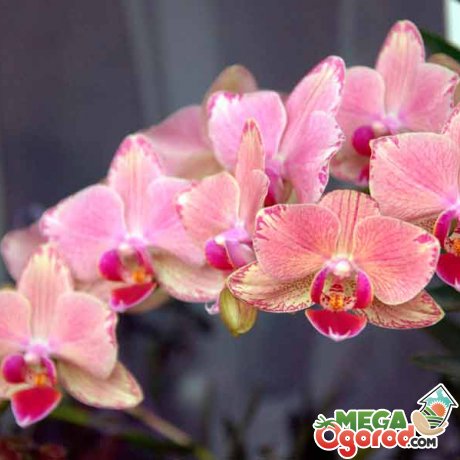 Орхидея – описание цветка