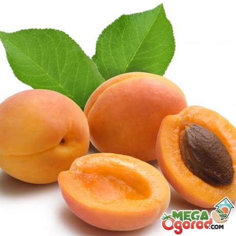 Описание абрикоса ананасного 