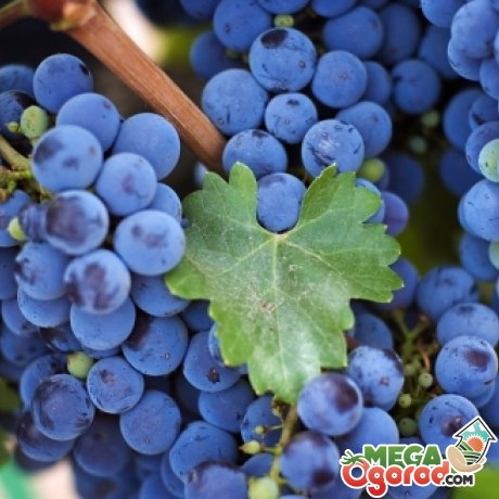 Общая информация о винограде сорта таежный 