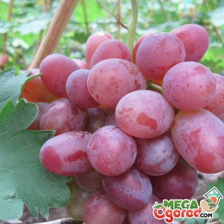 Популярные сорта раннеспелого винограда