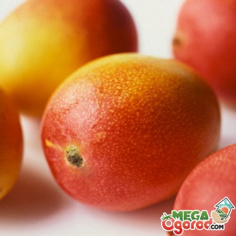 Характеристика манго как фрукта 