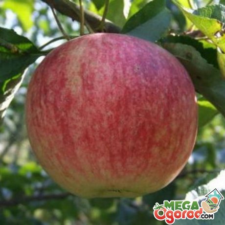 Описание сорта яблони
