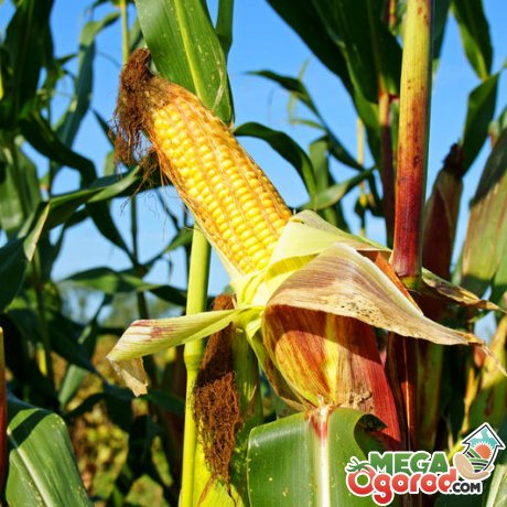 Лучшие предшественники для кукурузы на силос