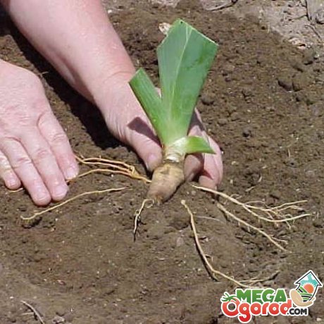 Требование к выращиванию корневых ирисов 