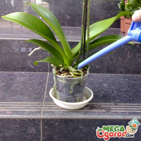 Основные правила подкормки орхидей в домашних условиях